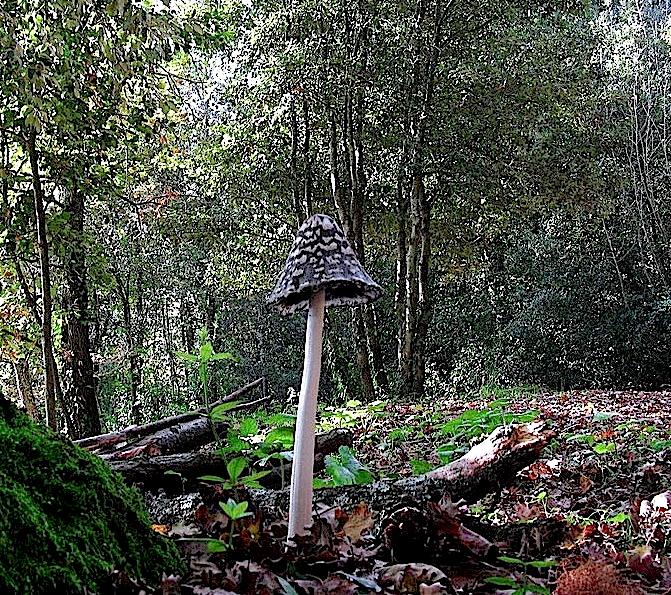 Passeggiata senza funghi